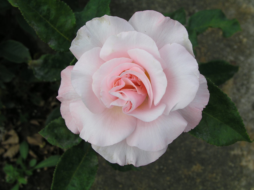 růže Istropolitana