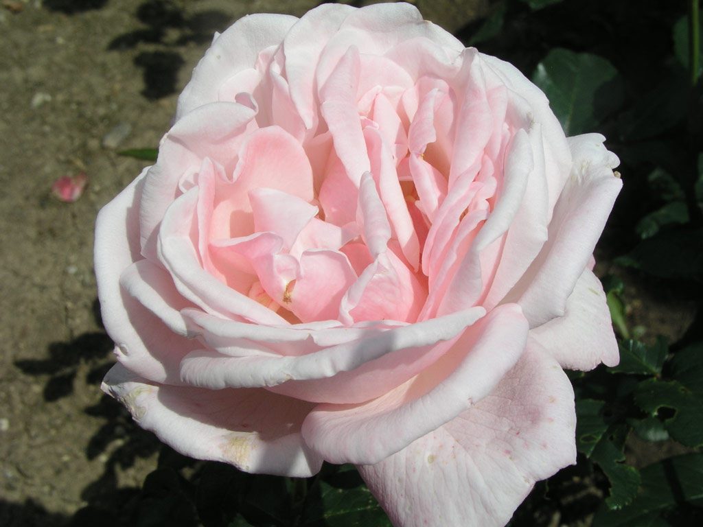 růže Istropolitana