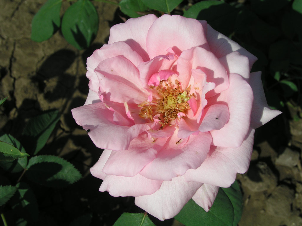 růže Istropolitana