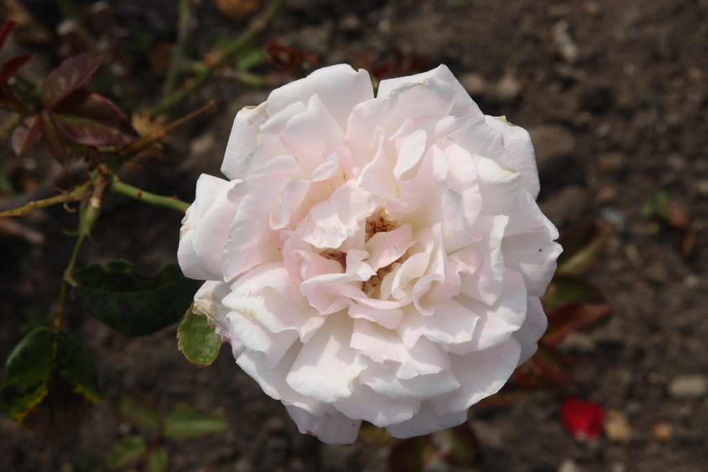 růže Istropolitana