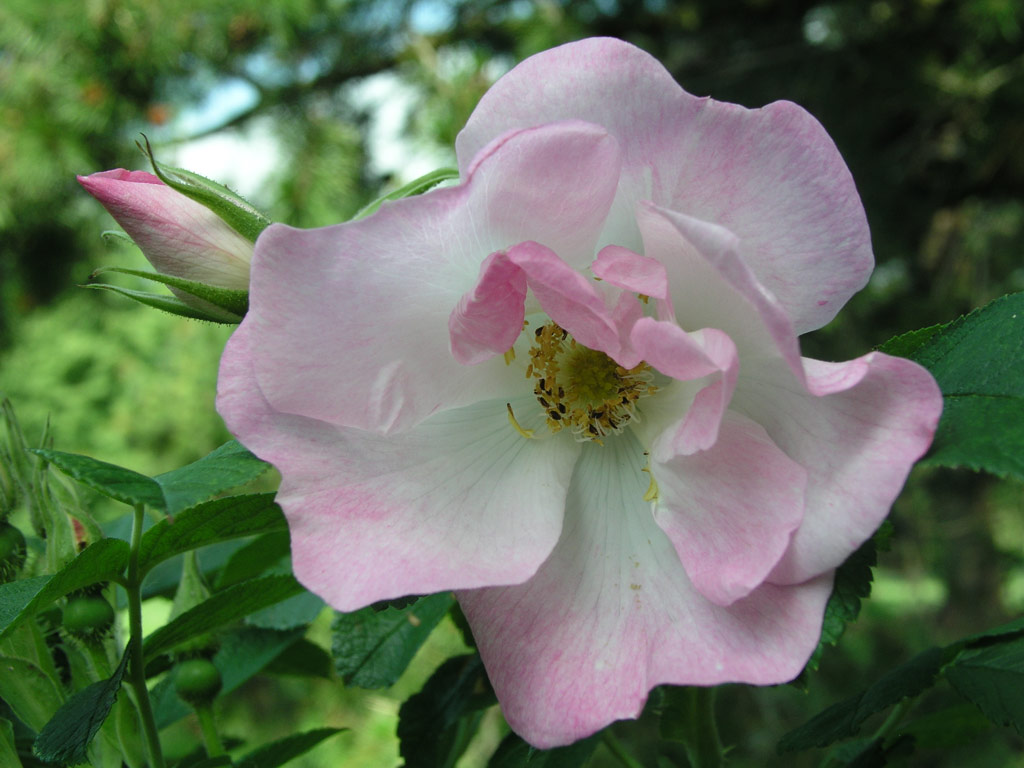 růže Jablo?ov Kv?t