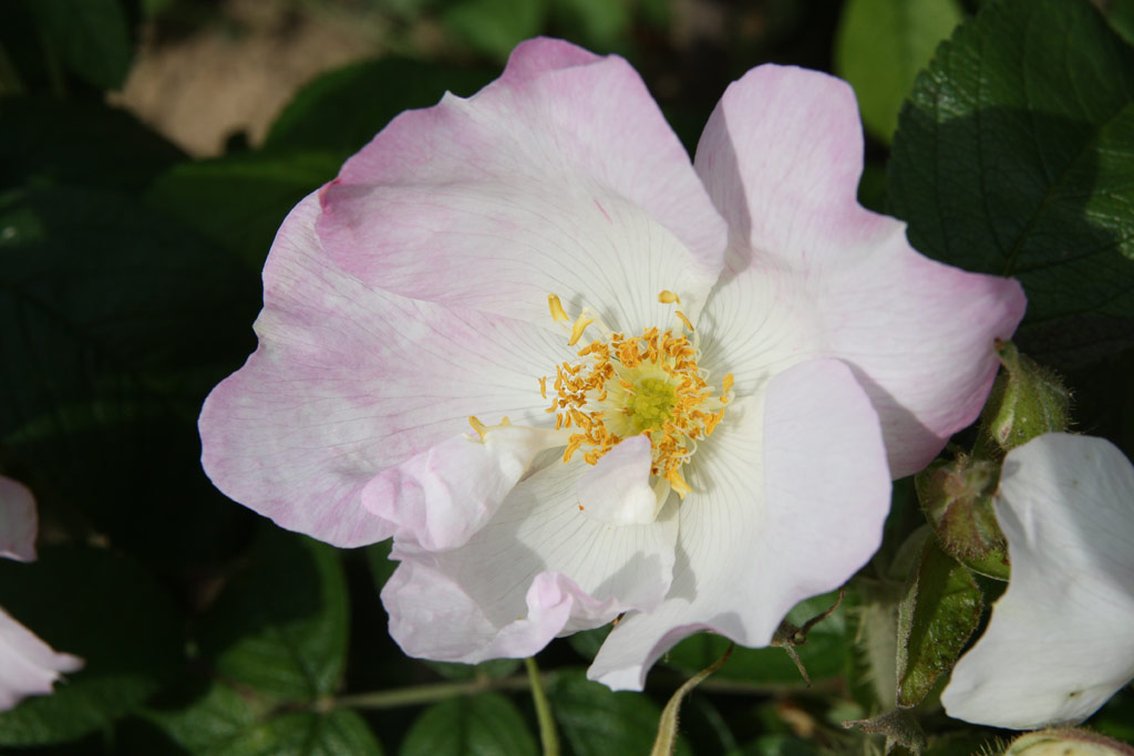 růže Jablo?ov Kv?t