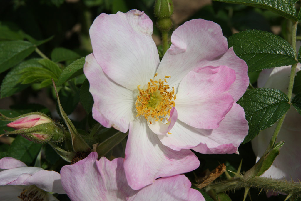 růže Jablo?ov Kv?t