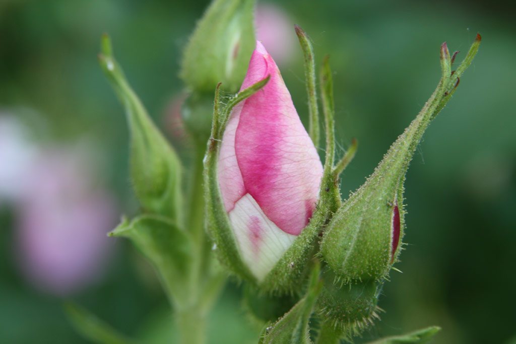 růže Jablo?ov Kv?t