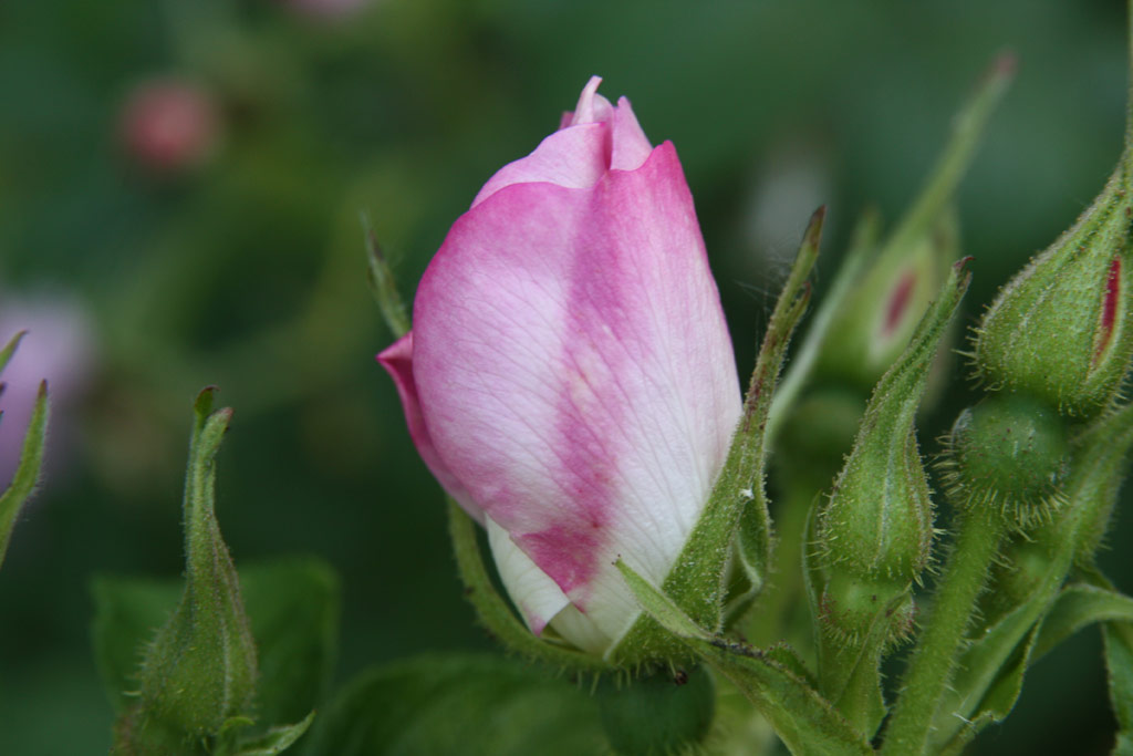 růže Jablo?ov Kv?t