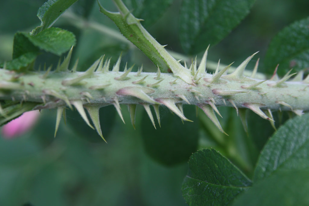 růže Jablo?ov Kv?t