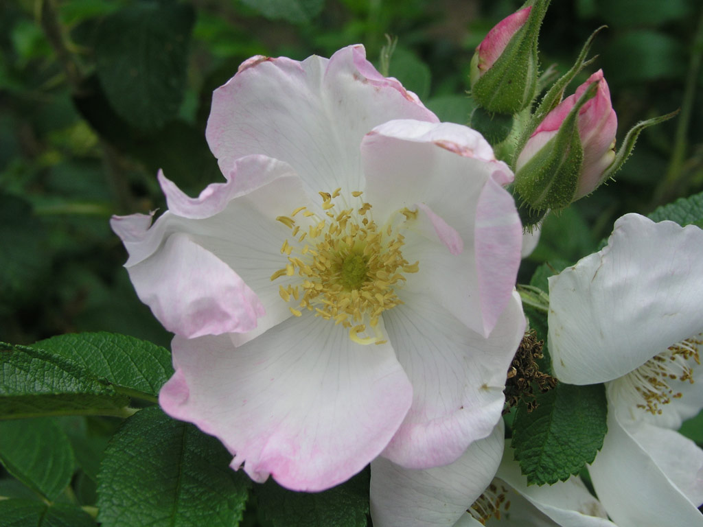 růže Jablo?ov Kv?t