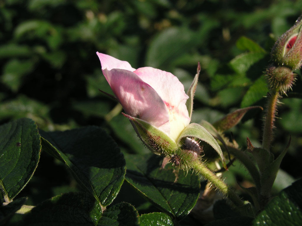 růže Jablo?ov Kv?t