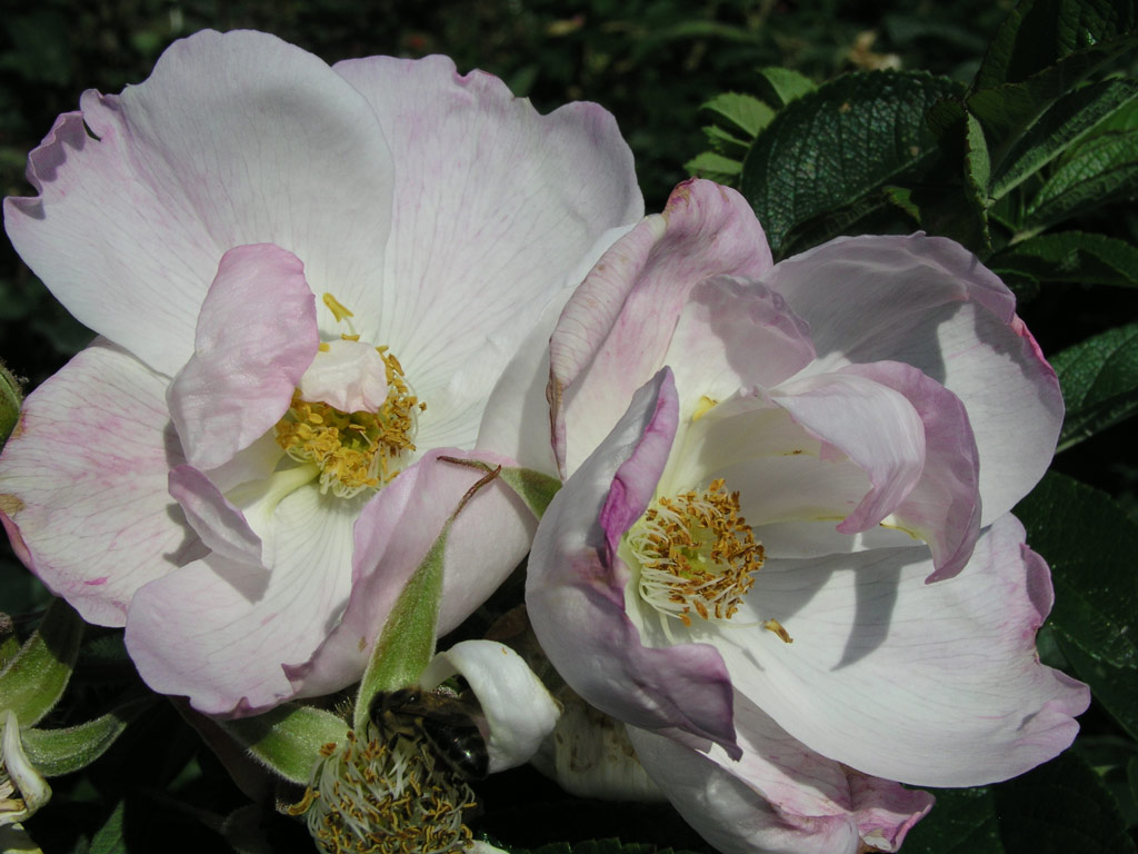 růže Jablo?ov Kv?t