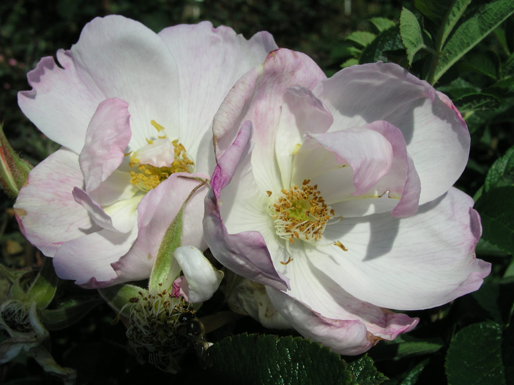 růže Jablo?ov Kv?t