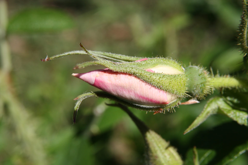 růže Jablo?ov Kv?t