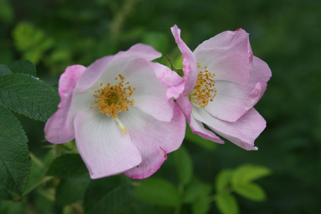 růže Jablo?ov Kv?t