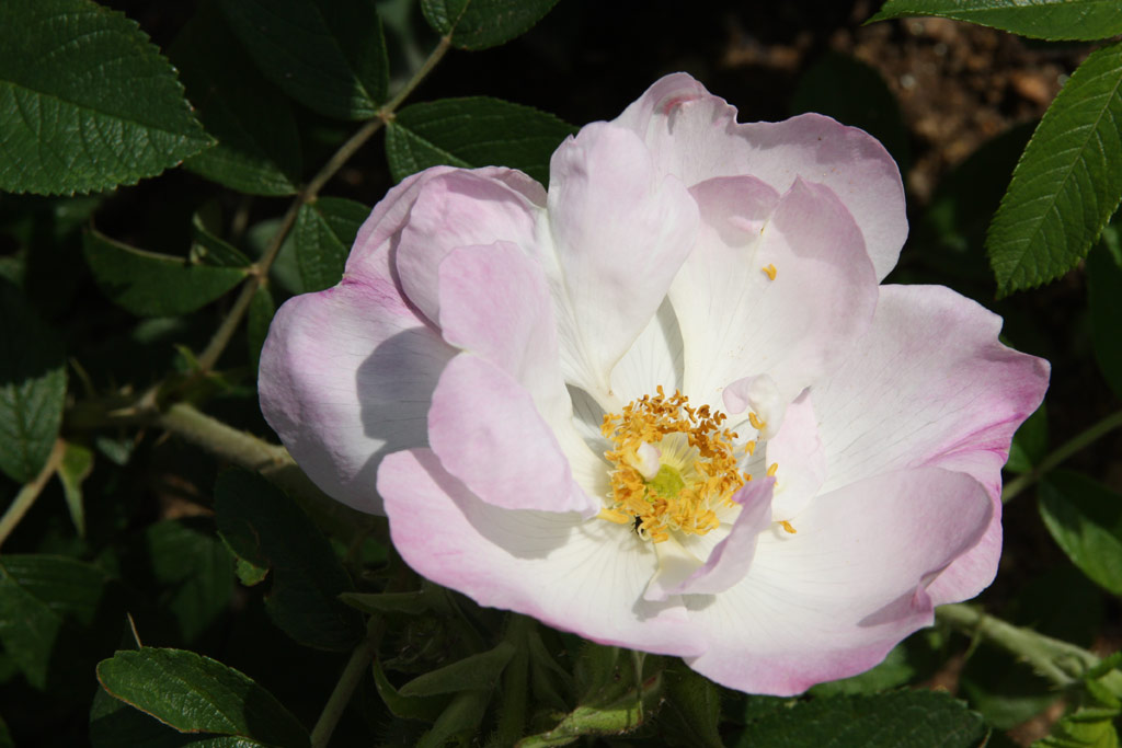 růže Jablo?ov Kv?t