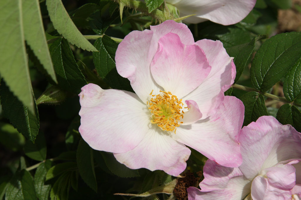 růže Jablo?ov Kv?t