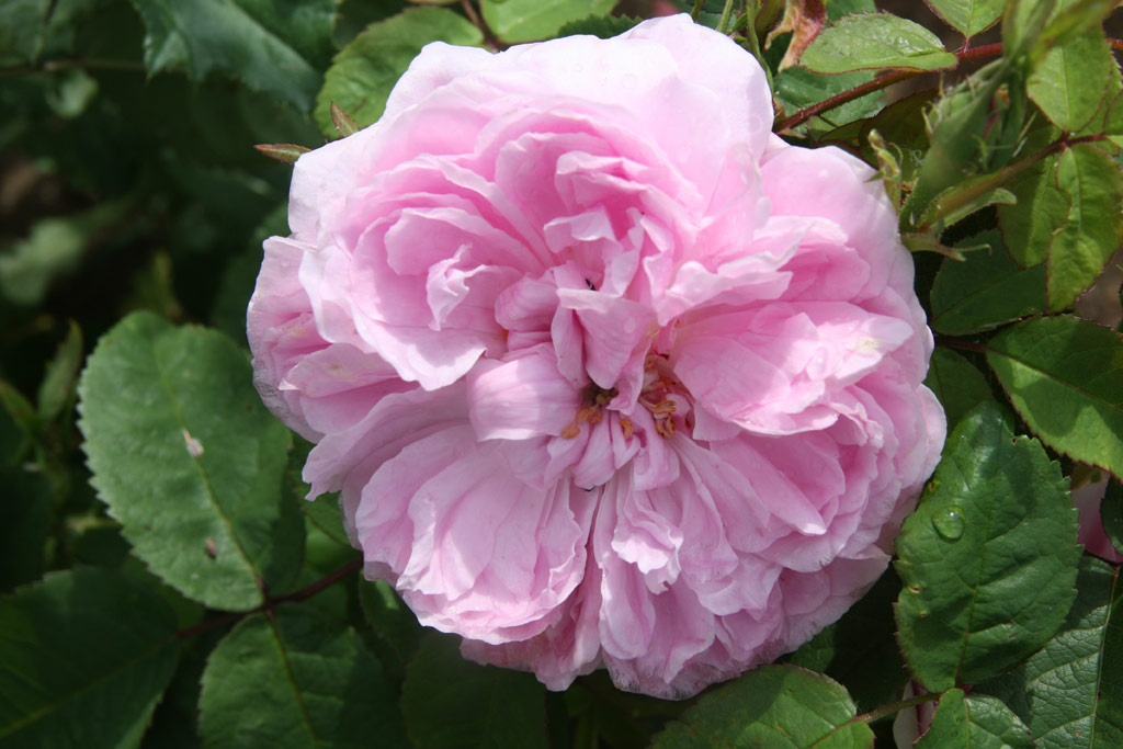 růže Jacques Cartier