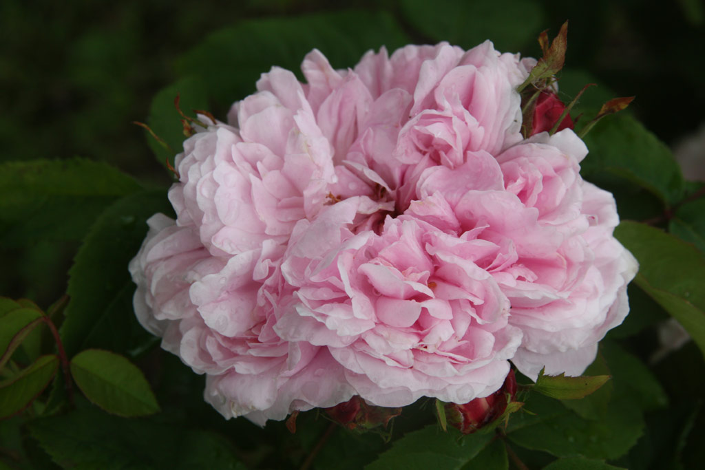 růže Jacques Cartier