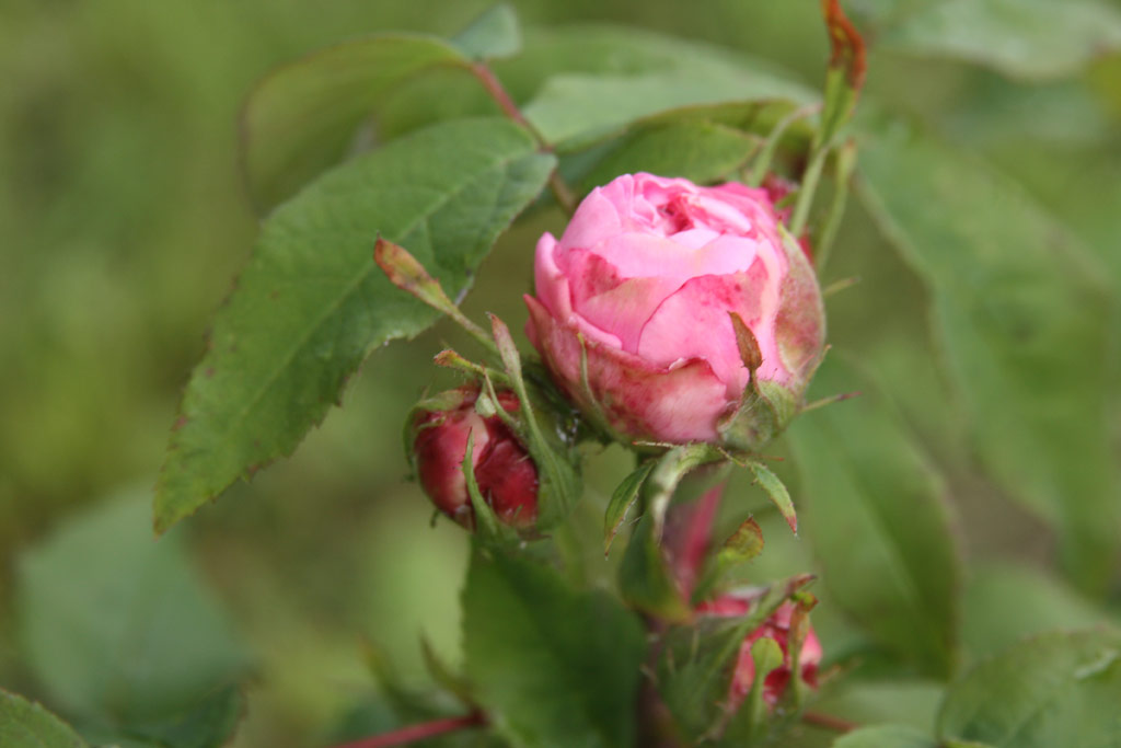 růže Jacques Cartier