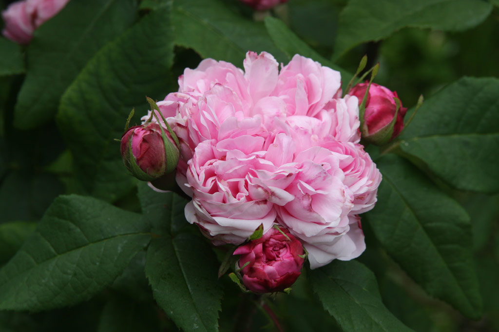 růže Jacques Cartier