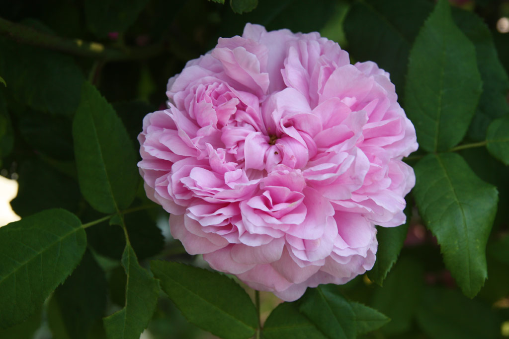 růže Jacques Cartier