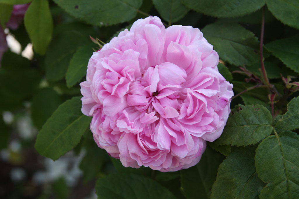 růže Jacques Cartier