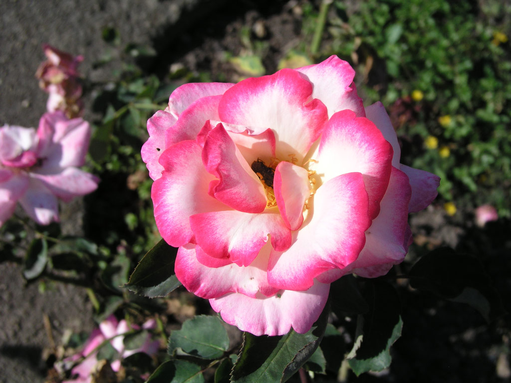 růže Jaltinskij Suvenir