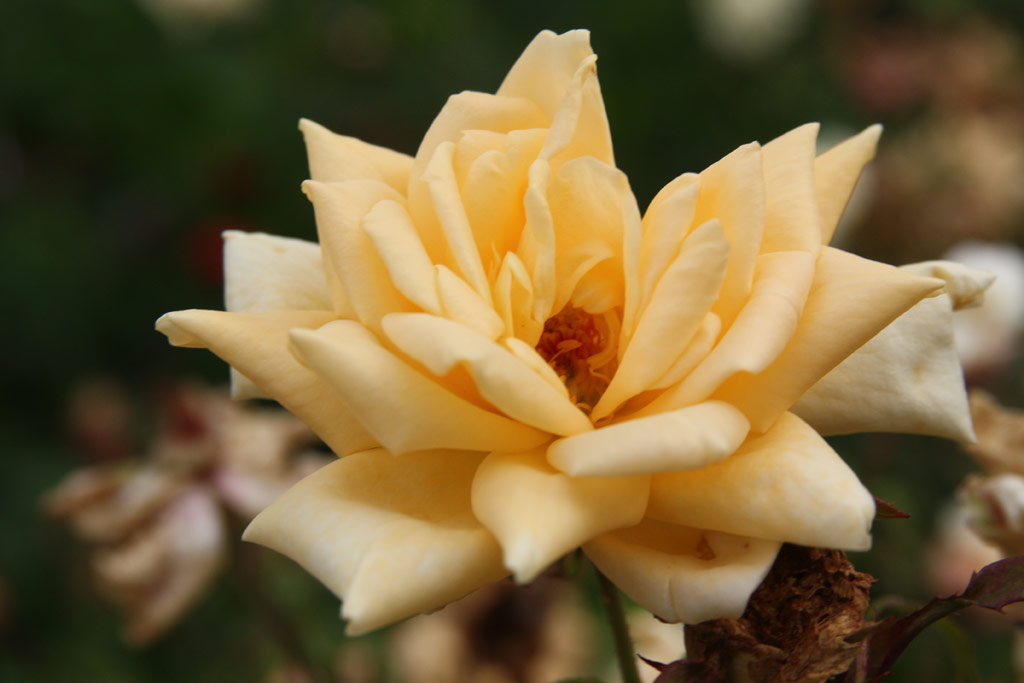 růže Jedlik nyos Emlke