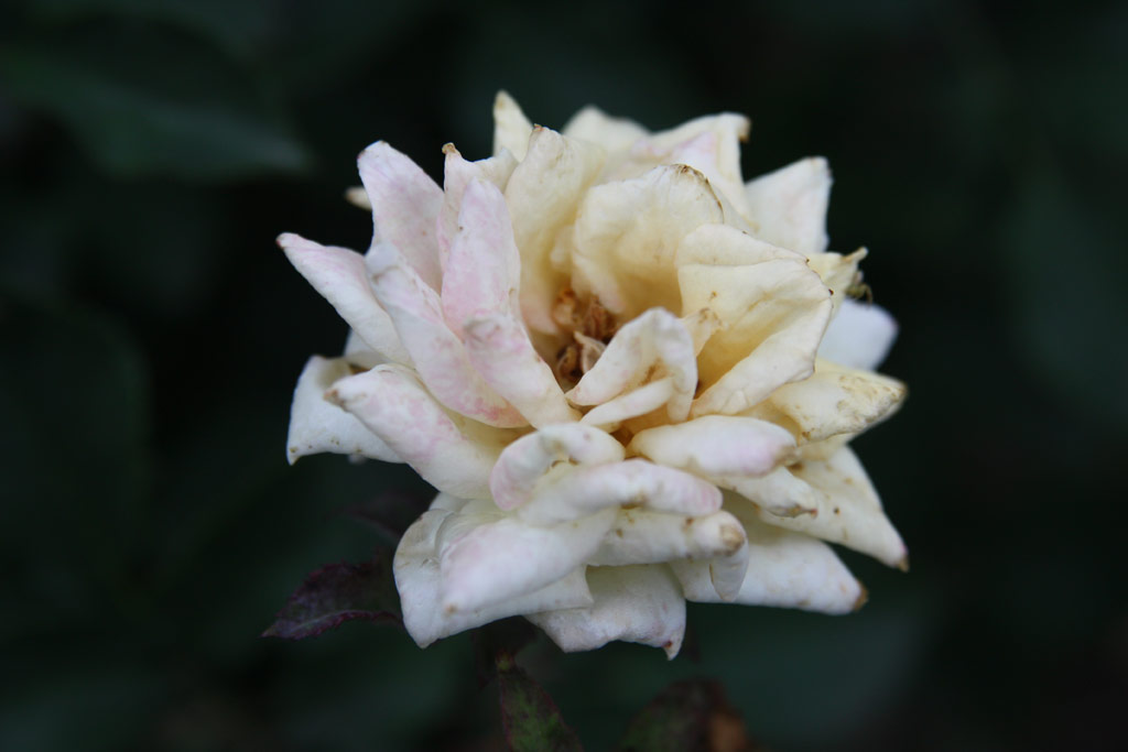 růže Jedlik nyos Emlke