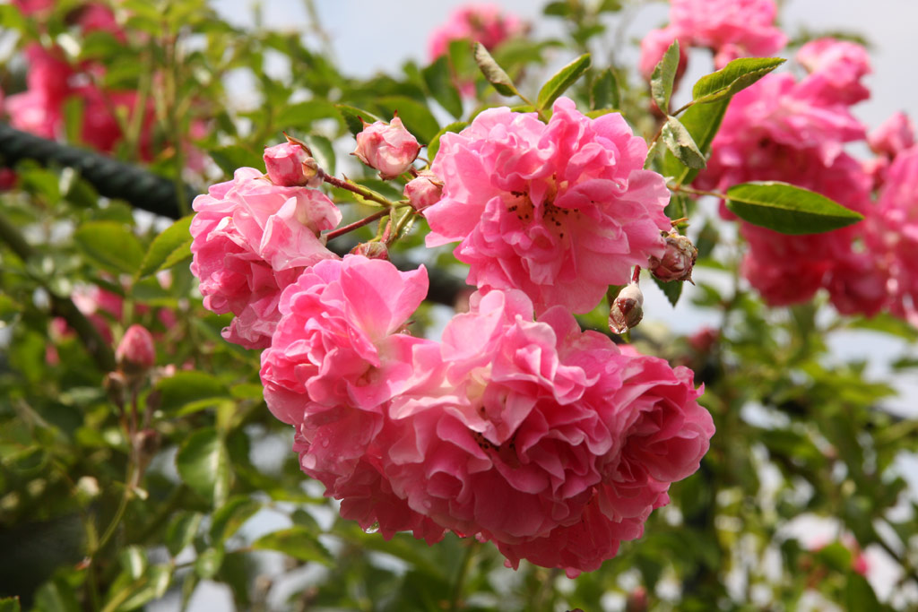 růže Jit?enka (Bhm)