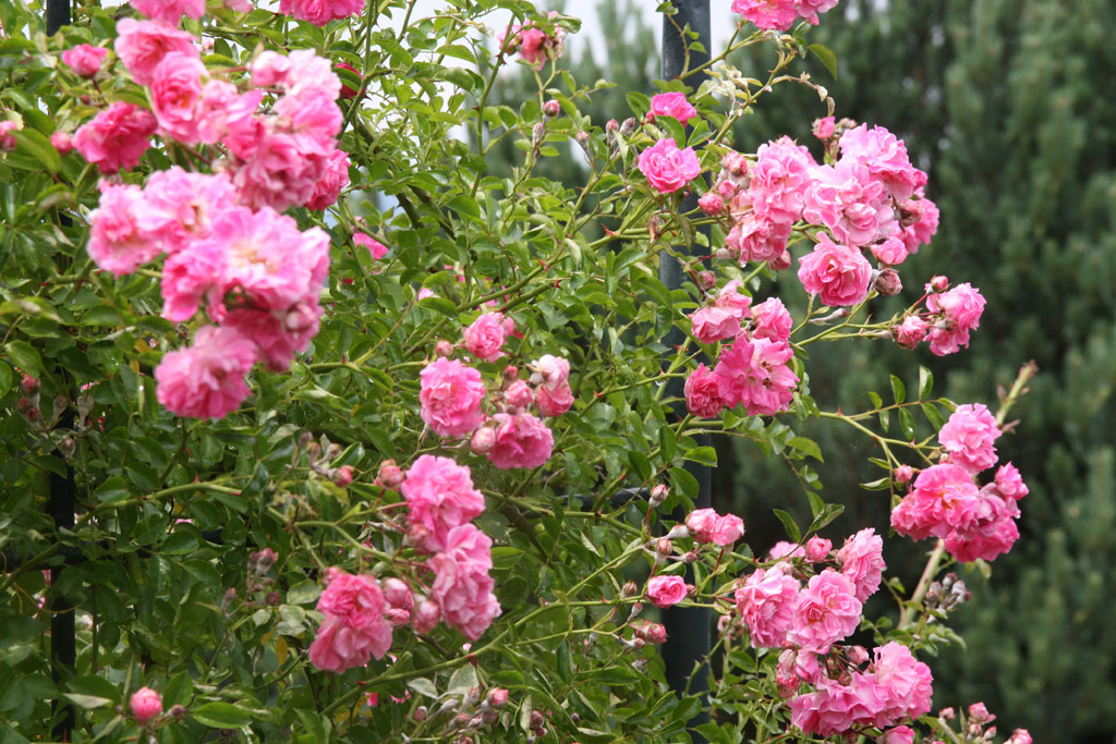 růže Jit?enka (Bhm)