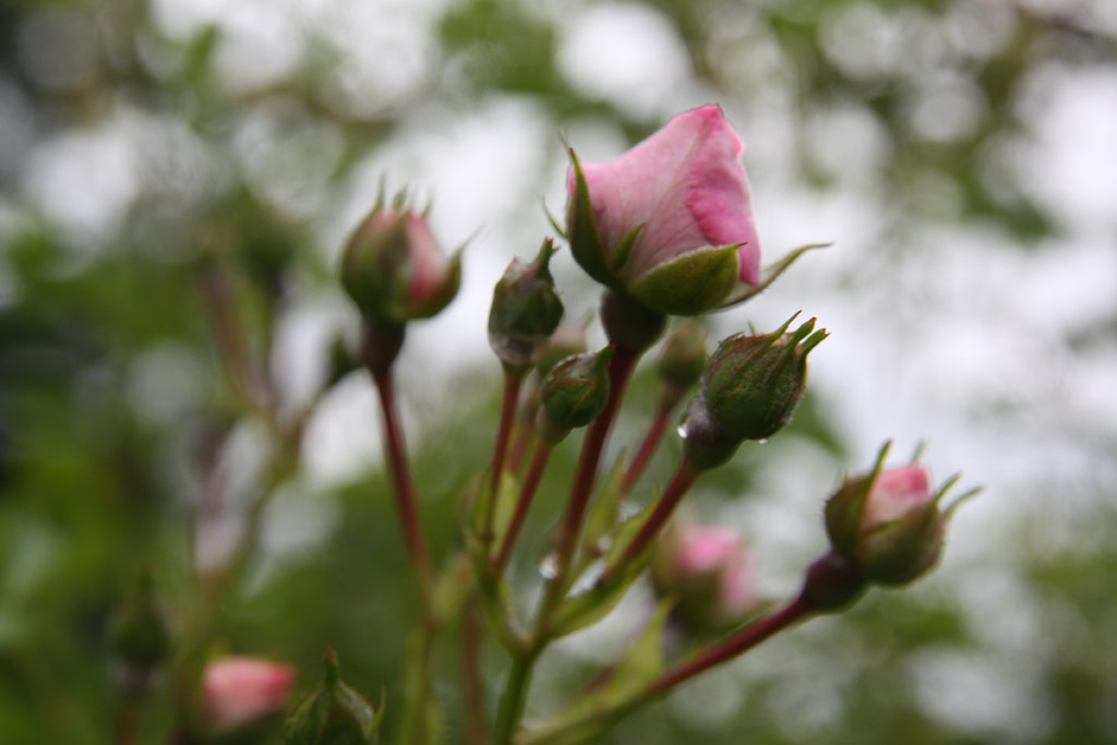 růže Jit?enka (Bhm)