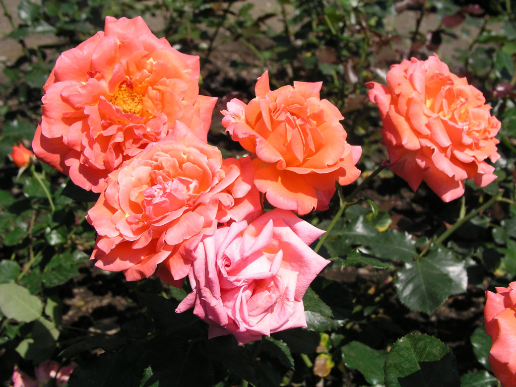 růže Jit?enka (Urban)