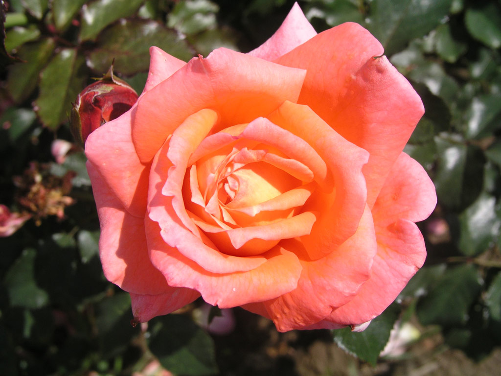 růže Jit?enka (Urban)