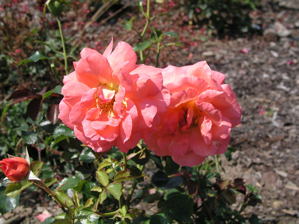 růže Jit?enka (Urban)