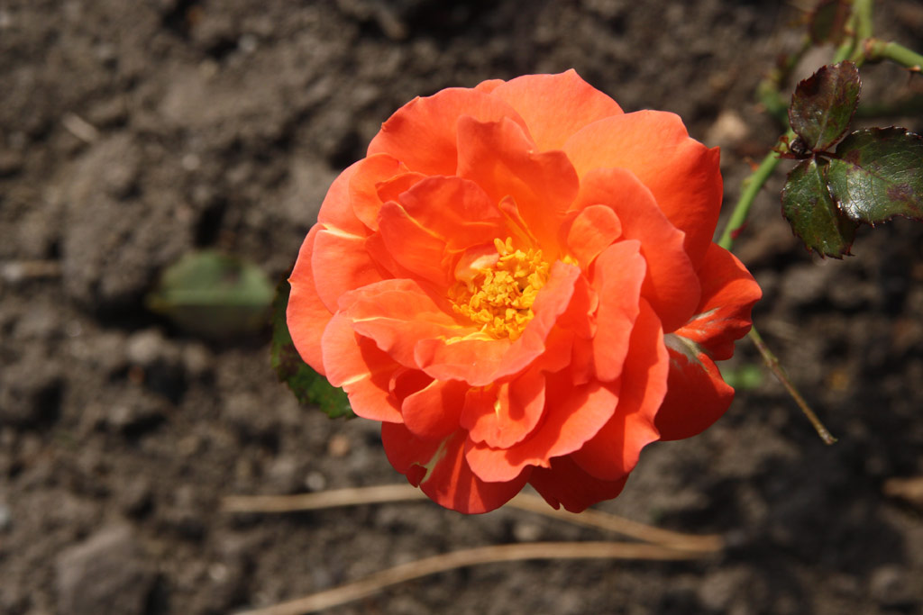 růže Jit?enka (Urban)