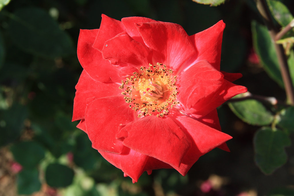 růže Jit?enka (Urban)