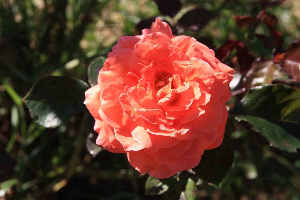 růže Jit?enka (Urban)