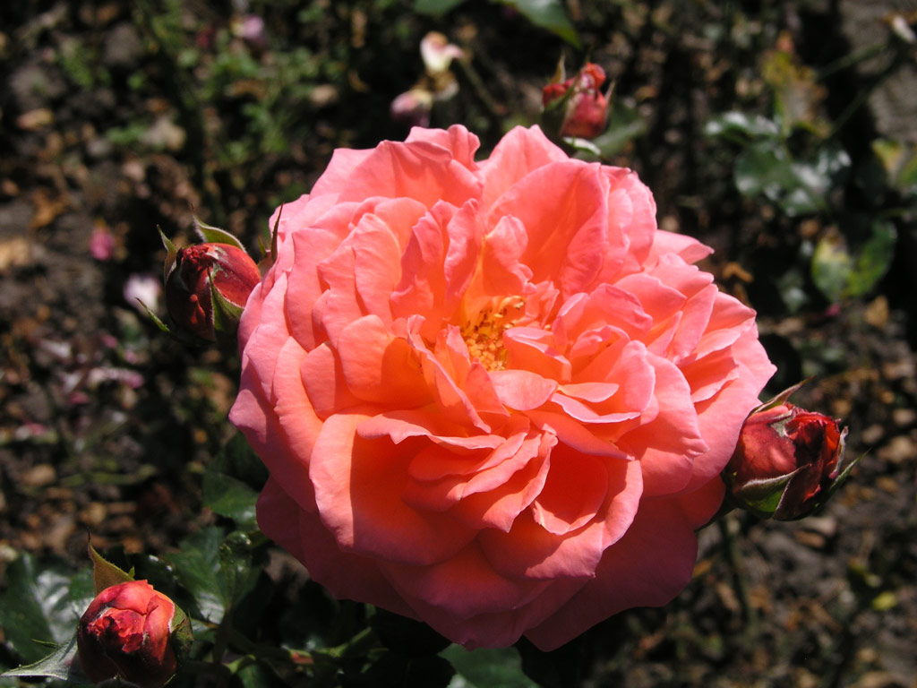 růže Jit?enka (Urban)