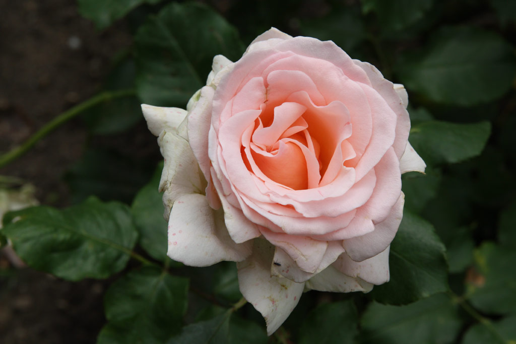 růže Johann Strauss