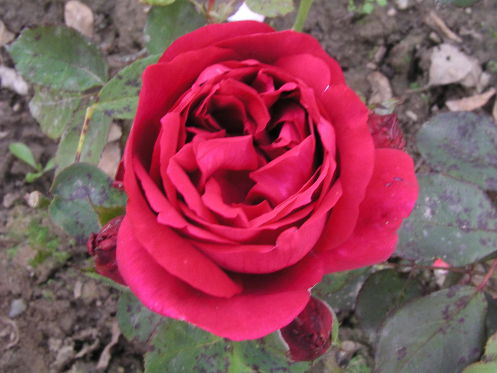 růže Johannes Bottner