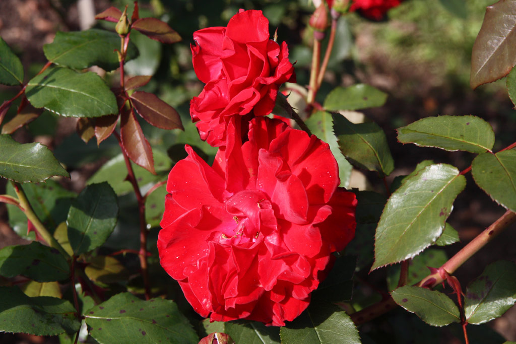 růže Johannisfeuer