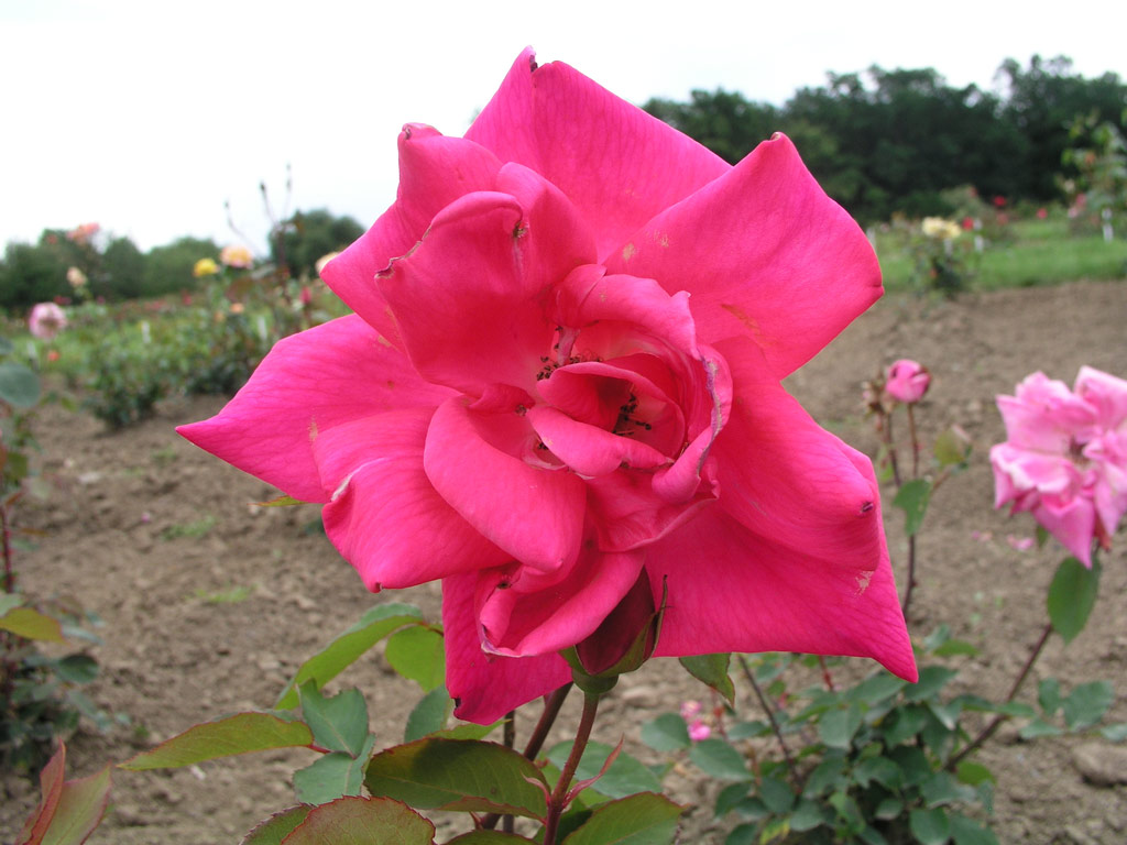 růže John Henry
