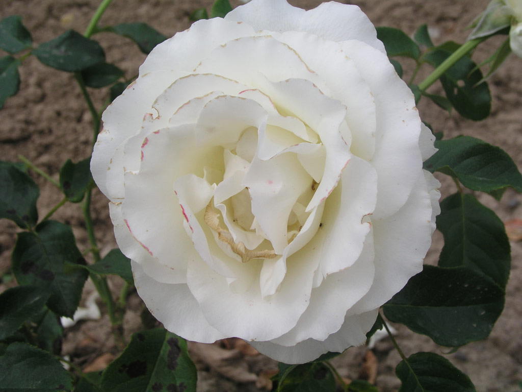 růže Jose Carreras