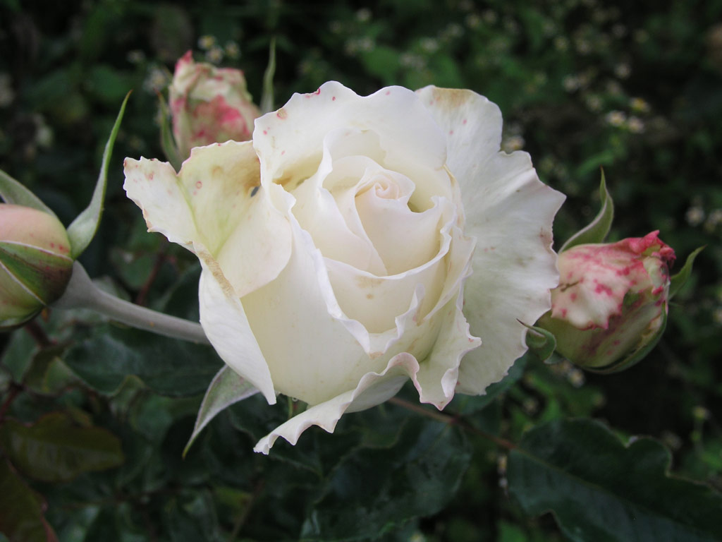 růže Jose Carreras