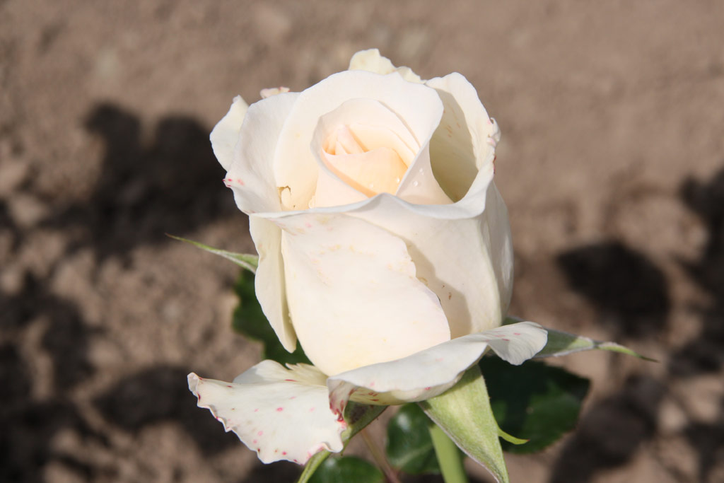 růže Jose Carreras