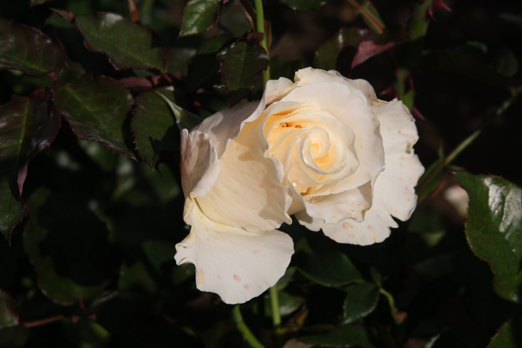 růže Jose Carreras