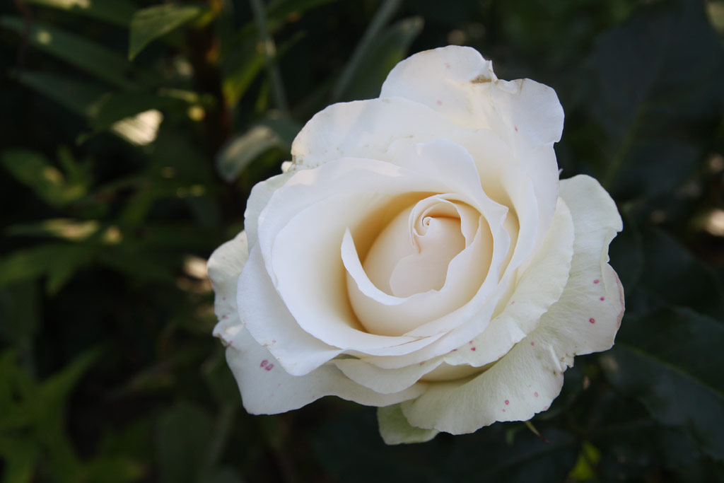 růže Jose Carreras