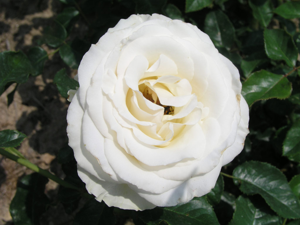 růže Jose Carreras