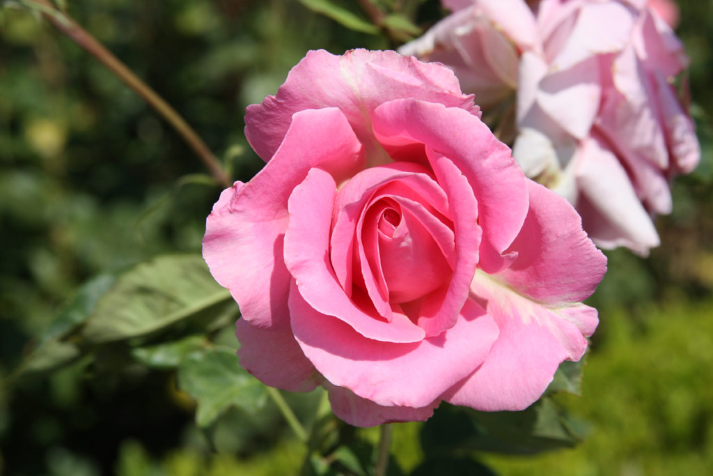 růže Josefina de Saldago