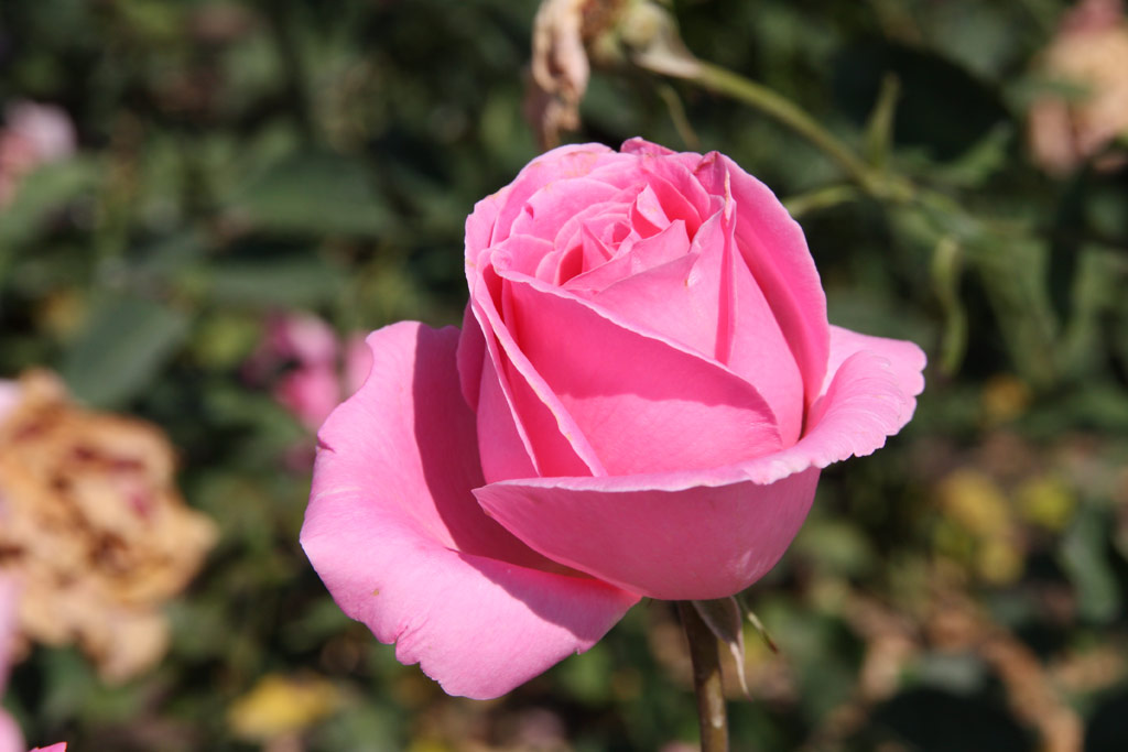 růže Josefina de Saldago