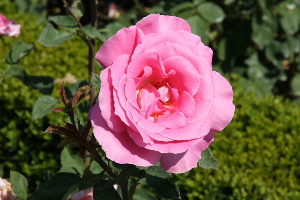 růže Josefina de Saldago